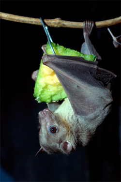 C'mon, this bat is cute!
